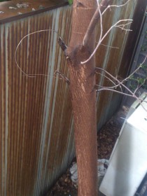 伐採する前の庭に植わっている樹木